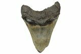 Bargain, Fossil Megalodon Tooth - Serrated Blade #350775-2